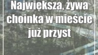 Największa, żywa choinka w mieście już przystrojona