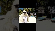 Yeti w Tajlandi  #zabawne #śmieszne #yeti #haha #śmiech #wesoło #funny #tailandia #komedia #humor