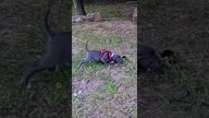 Raven vs Żubr 