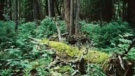 Jakub Nox Ambroziak - Sea of Trees