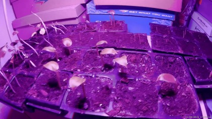 Odc-566. Cz. 2-Doświetlanie siewek, testowanie lampy led grow.