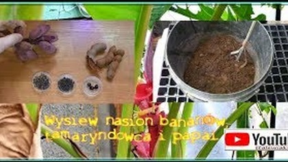 Odc 383.  Wysiew nasion bananów, tamaryndowca i papai.  Poradnik
