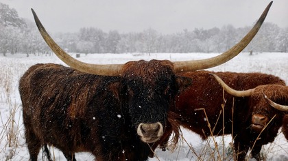 Dobrostan zwierząt to mit? Transport, prawo i hipokryzja systemu.