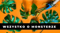 25 wskazówek jak dbać o MONSTERĘ.  MONSTERA - pielęgnacja, uprawa, podlewanie, nawożenie, problemy