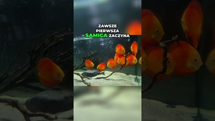 Ten sygnał oznacza, że będą młode! 
