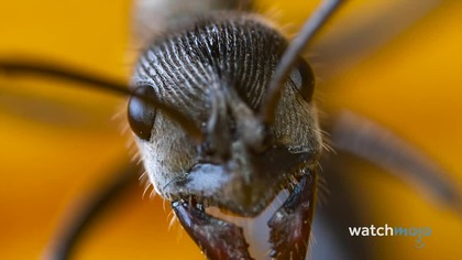 Top 10 zwykłych rzeczy, które z bliska wyglądają NIEZWYKLE