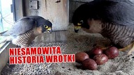 TA PTASIA HISTORIA JEST LEPSZA NIŻ NIEJEDEN SERIAL