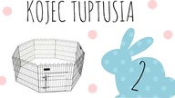 Kojec Tuptusia #2