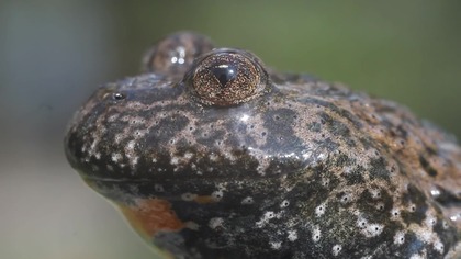 Płazy Pionierzy życia na lądzie - dokument pl