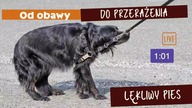 Lękliwy labrador.  Od obawy do przerażenia