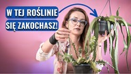 Królowa Jednej Nocy - Epiphyllum- Sztuka Hodowli i Pielęgnacji Epifitycznych Kaktusów