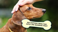 JAK GŁASKAĆ PSA?