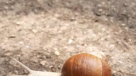 Ile Potrafią Spać Ślimaki? Ciekawostka W Którą Nie Uwierzysz!