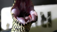 Black Pyton Eating