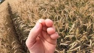 Pszenżyto Transfer, kiedy żniwa? Kula