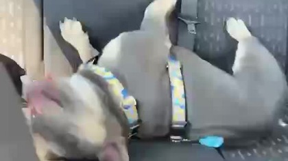 Zadowolenie po spacerku.