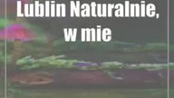 Lublin: Naturalnie, w mieście!  trwa nabór projektów Zielonego Budżetu