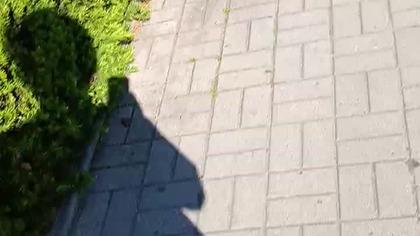 Koncert Moudych Kotów short