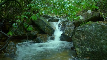 Birdsong & Gentle Stream Sounds; 4K Pure Relaxation Experience