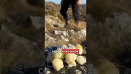 Smoothie Podnoszące Testosteron!