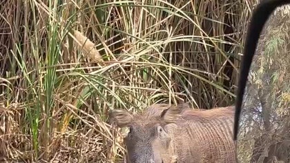 Makumba #mauretania #kamperempoafryce #pumba #makumba #spanienadziko #podróże