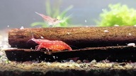 Inne hobby , czas powrócić do #akwarium ? 4 krewetki shrimp amano cherry aquarium