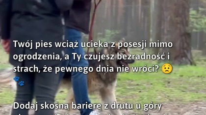 Bezpieczny pies  jak zatrzymać ucieczki?  
#BezpieczeństwoZwierząt #Psy #PiesUcieka