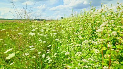 Immerse yourself in the soothing sounds of a summer meadow. Tune in, relax, and listen to the hypnotic buzzing of thousands of bees working tirelessly in a blooming field full of buckwheat and wild carrot. Feel the atmosphere of a warm, sunny day in the countryside, where nature plays its most beautiful concert.

In the background, you will also hear the subtle chirping of crickets, which completes this idyllic summer symphony. This authentic recording is the perfect background for meditation, relaxation, sleep, study, or simply as a moment of respite during the day.

THIS RECORDING IS PERFECT FOR:
 RELAXATION & MOOD IMPROVEMENT: The joyful, natural sounds of summer are proven to be relaxing and mood-boosting.
 A PEACEFUL NAP: A gentle soundscape that isnt too intense, perfect for an afternoon rest.
 CREATIVE WORK & STUDY: Create a pleasant, natural atmosphere that stimulates the mind and helps with focus.
 MEDITATION & MINDFULNESS: Immerse yourself in the richness of summer sounds and feel complete harmony with nature.
 FEELING CLOSE TO NATURE: Your private, blooming meadow, available at any moment to feel the carefree spirit of summer.

Recorded On / Gear Used:
Camera: Panasonic Lumix S5
Audio: Sennheiser MKE 600 + Zoom F3
Nature Sounds Therapy is your source for authentic, high-quality nature recordings.

 Listen to our podcast on Spotify:
 https://open.spotify.com/episode/1ofBwxhDx1Zjs9nRnXcv47?sijN8Ucyl7R_2RxwXyJlHw9Q

 Download recordings in the highest quality on Patreon:
 https://patreon.com/NatureSoundsTherapy

 Also find us here:
 Castbox.fm: https://castbox.fm/app/castbox/player/id6655900
 Amazon Music: https://music.amazon.com/podcasts/3b4db07f-cd51-421d-9286-2831301d347e/forest-ambience-relaxing-birdsong-for-sleep-and-meditation

We Care About Your Peace and Safety

Your well-being is important to us, so please remember a few key guidelines. These recordings are meant to bring you comfort and relaxation, but they are not a substitute for professional medical care. If you struggle with insomnia, anxiety, or tinnitus, consulting a doctor is the best course of action.

Please also listen responsibly. Ensure the volume is at a safe level, and never listen while driving or operating machinery. Lets protect the hearing of our youngest listeners as well.

© Nature Sounds Therapy, 2025