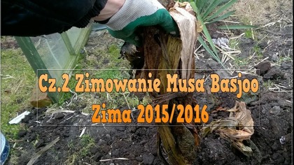 #1 Cz. 2 Musa basjoo zimowany w gruncie , odkrywanie 12 03 2016 musa basjoo wintering