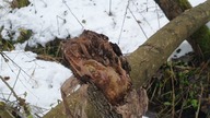 569.  Skutki Śnieżycy W Naszym Ogrodzie