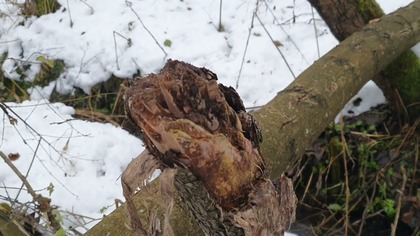 569.  Skutki Śnieżycy W Naszym Ogrodzie