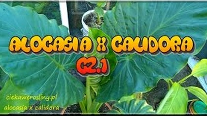 82 Alokazja, alocasia x calidora.  CZ. 1