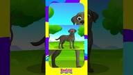 Labrador - Psy dla dzieci - Bajka edukacyjna