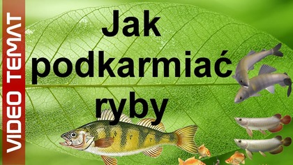 Jak podkarmiać i zanęcać ryby na łowisku