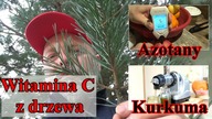 Witamina C prosto z drzewa.  Poziom azotanów w owocach.  Wyciskanie kurkumy soko-wyciskarką.