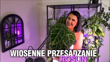 PRZESADZENIE ROŚLIN roślina gigant!