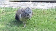 Pavo cristatus (male and female) preeing