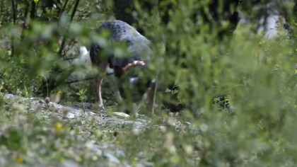 Myśliwi na polowaniu 1