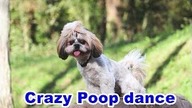 Puppyhood - #Puppy #Poop #Dance  - #VideoOfTheDay