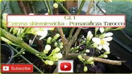 #220.  Cz. 1 2017-Cytrusy- Cytryny skierniewickie + Pomarańcza Tarocco Belladonna