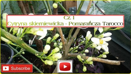 #220.  Cz. 1 2017-Cytrusy- Cytryny skierniewickie + Pomarańcza Tarocco Belladonna