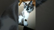 Trzeba przytulić samotne, porzucone...  pudełko #shorts #kot #kotek #funny #funnycats #meow #cat