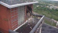 Sok&oacute;ł opuszcza gniazdo !!!