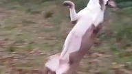 #pitbull Wasze pieski też lubią się huśtać? #pitbulldog #pitbulls #pitbullife #doglife #strongdog