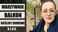 Vlog ! Ogród Warzywnik Balkon i rośliny domowe