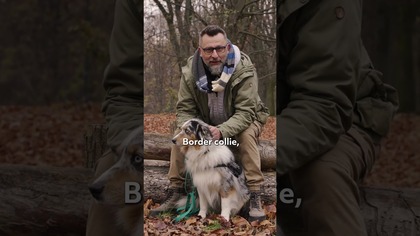 Tak dieta twojego psa wpływa na jego zachowanie! Behawiorysta WYJAŚNIA