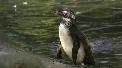 W ogrodach zoologicznych hodowane są gatunki zagrożone wyginięciem, kt&oacute;re bez pomocy nie mają szans przetrwać w naturalnym środowisku. To człowiek niszcząc naturalne ekosystemy sprawia, że zaczyna brakować miejsca dla coraz większej liczby zwierząt. Ogrody zoologiczne są atrakcyjnym i wyjątkowym miejscem wypoczynku. Bez konieczności udawania się w daleką podr&oacute;ż możemy stanąć oko w oko z dzikimi i egzotycznymi zwierzętami, a także zachwycić się pięknem przyrody.