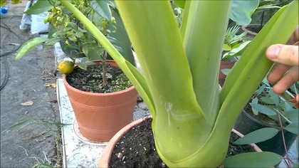 103.  Alokazja, alocasia x calidora.  Cz. 2