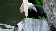 ALBINOSY