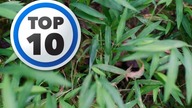 Top 10 Naj | Niezwykłe zwierzęta #4 - Mistrzowie kamuflażu #2 !